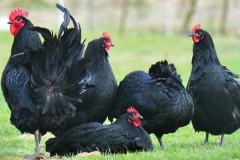 Black-Australorp