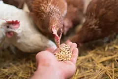 Poultry-Feed