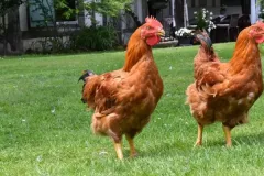 Sasso-Colored-Broiler