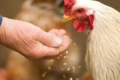 feed