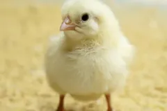 old_chicks